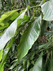 Alpinia uraiensis