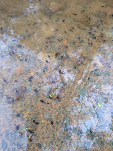 Amphibia