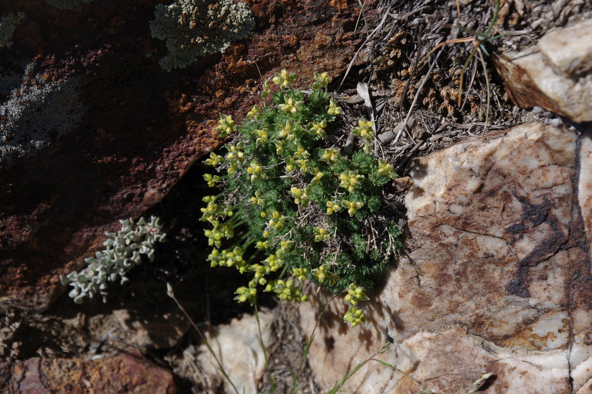 Draba arida