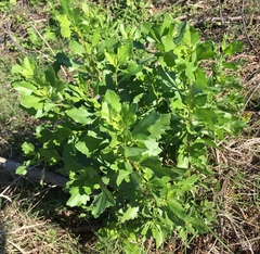 Baccharis halimifolia image