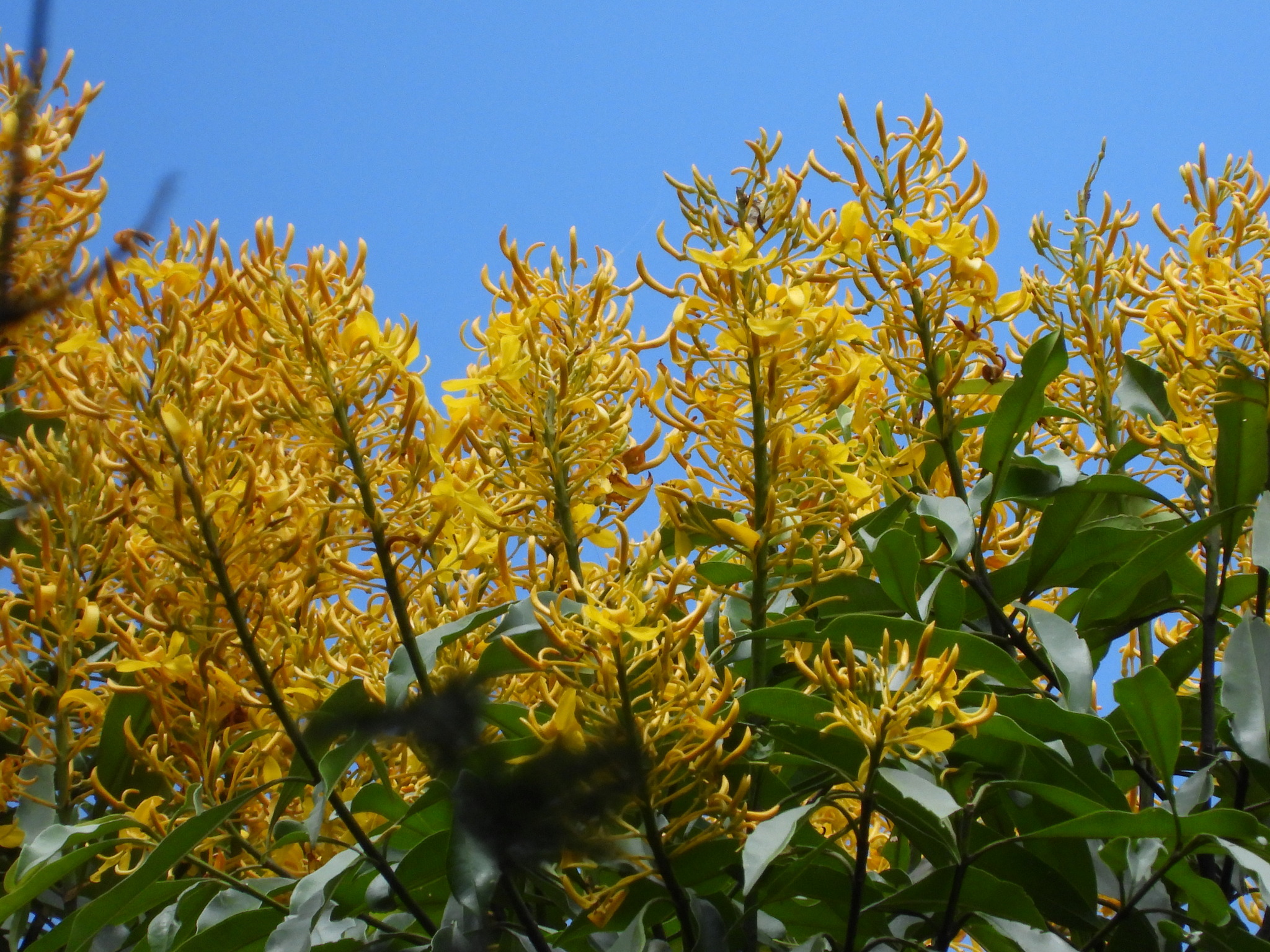 Vochysia bifalcata
