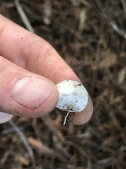 Hysterangium separabile