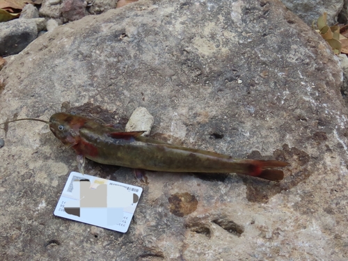 Cave chulín (Rhamdia laticauda) — Heptapteridae — 3