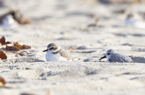 Bécasseau sanderling