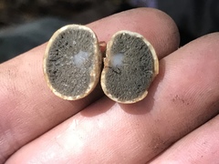 Hysterangium separabile