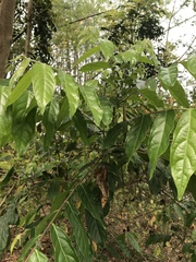 Glochidion philippicum