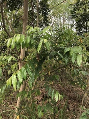 Glochidion philippicum