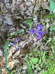 Iris verna