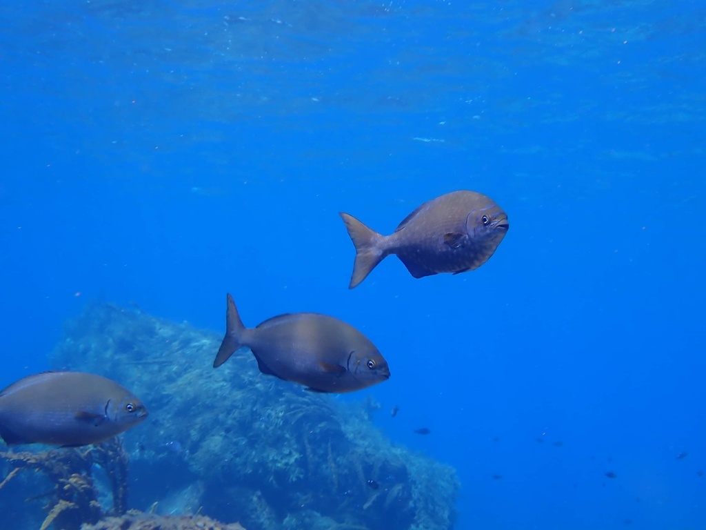 Bermuda chub (Kyphosus sectatrix) — Kyphosidae