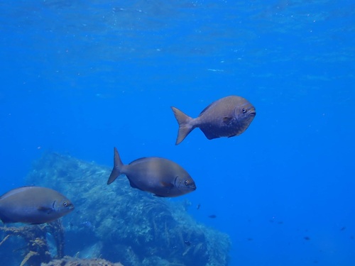 Bermuda chub (Kyphosus sectatrix) — Kyphosidae
