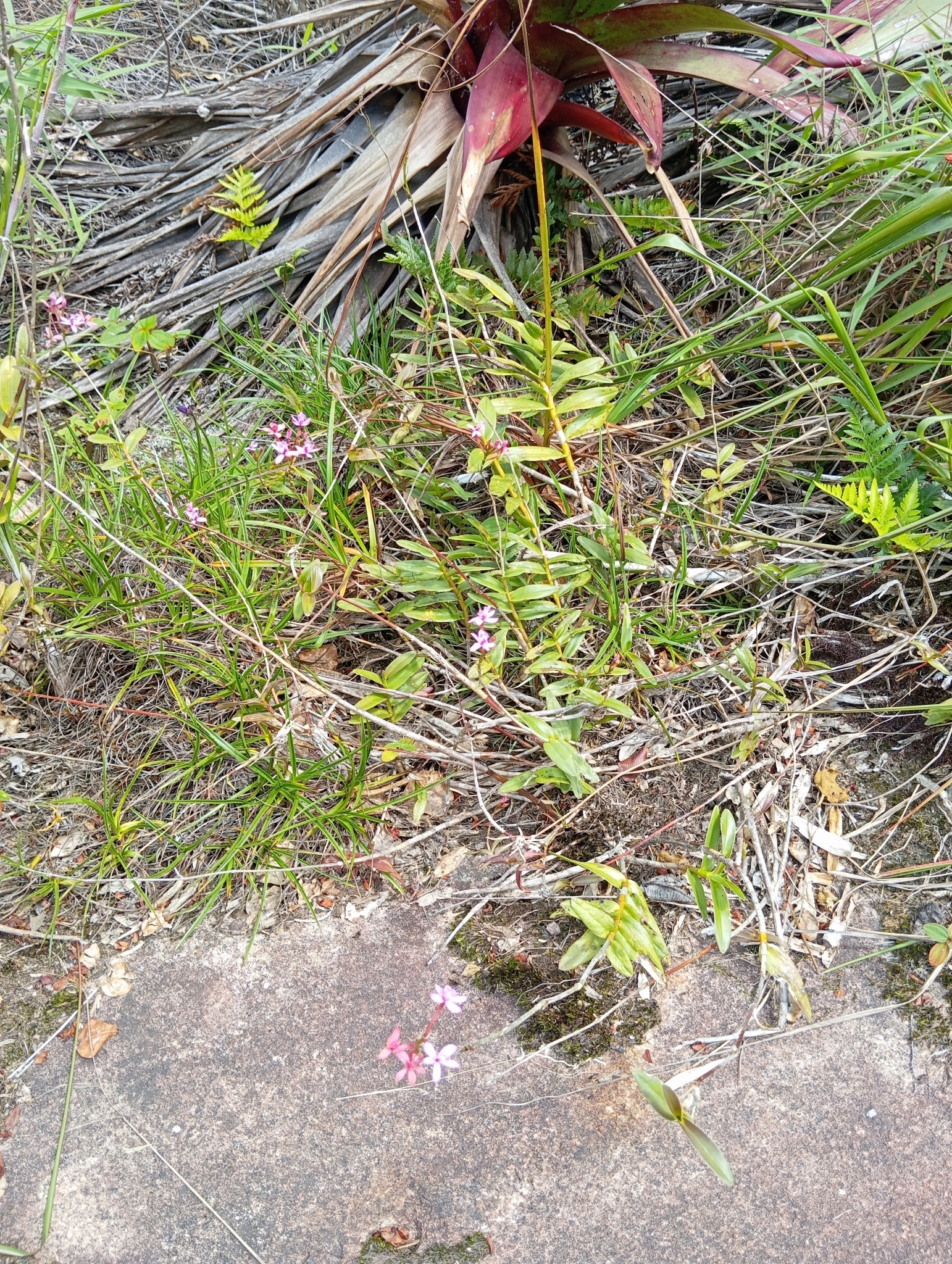 Imagem de Orquídea-rabo-de-gato