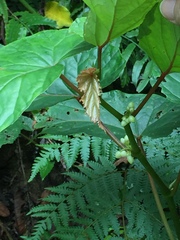 Begonia longifolia