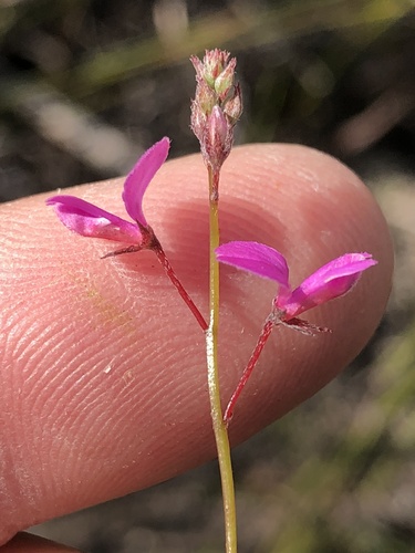 Outeniqua Indigo (Indigofera outeniquensis)
