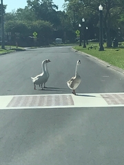 Anser cygnoides domesticus