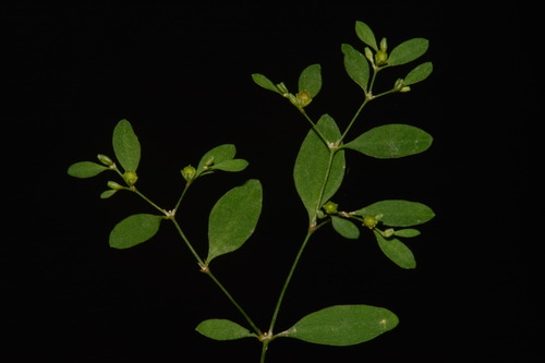 Image of Paronychia canadensis by (c) Brian Finzel, some rights reserved (CC BY-SA)