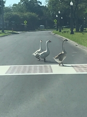 Anser cygnoides domesticus