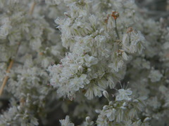 Eriogonum strictum
