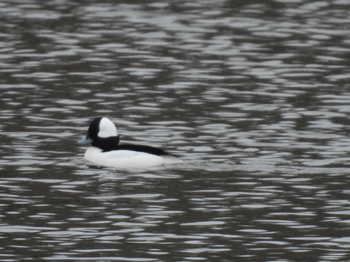 Bufflehead photographed in New Jersey