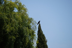 Corvus brachyrhynchos