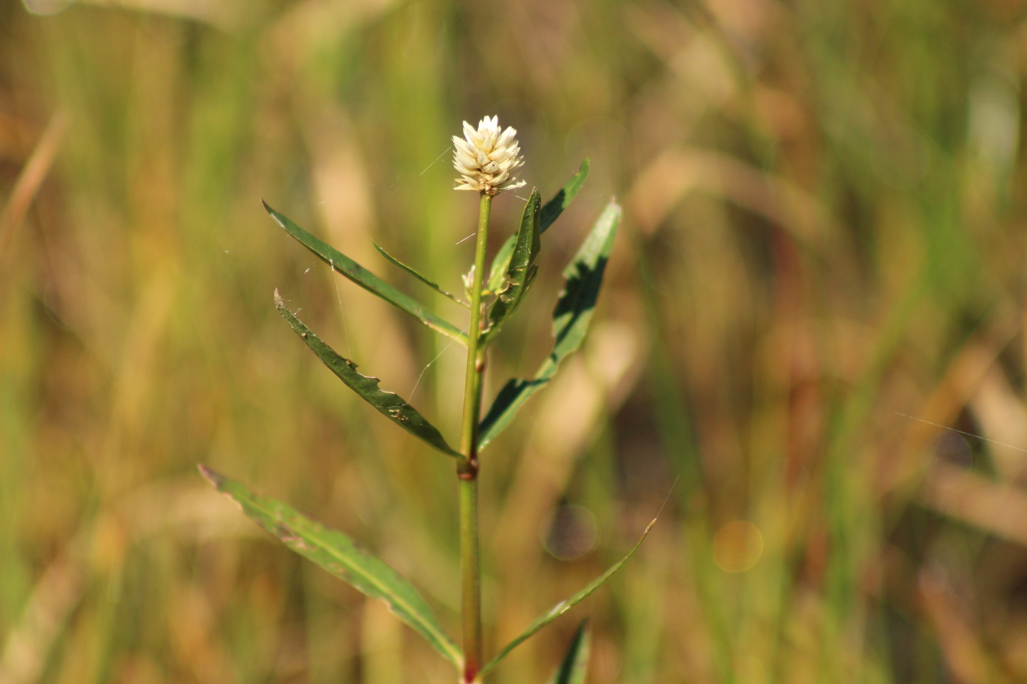 Alternanthera philoxeroides