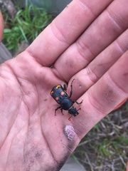 Nicrophorus carolina