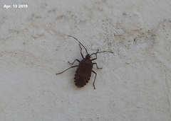 Urochela quadrinotata