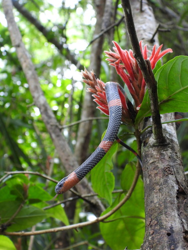 Culebra caracolera de oriente