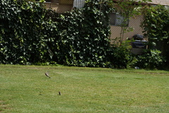 Haemorhous mexicanus