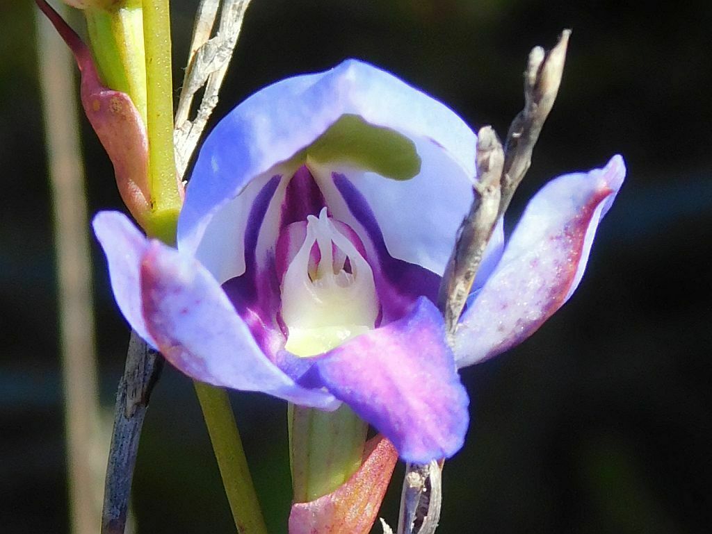 Disa graminifolia