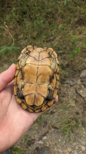 Plastron Kinosternon angustipons