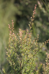 Kunzea linearis