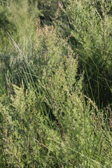 Kunzea linearis