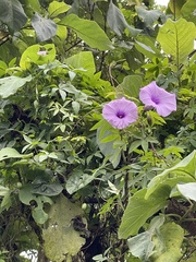 Ipomoea cairica image