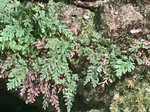 Image of Vandenboschia boschiana by no rights reserved