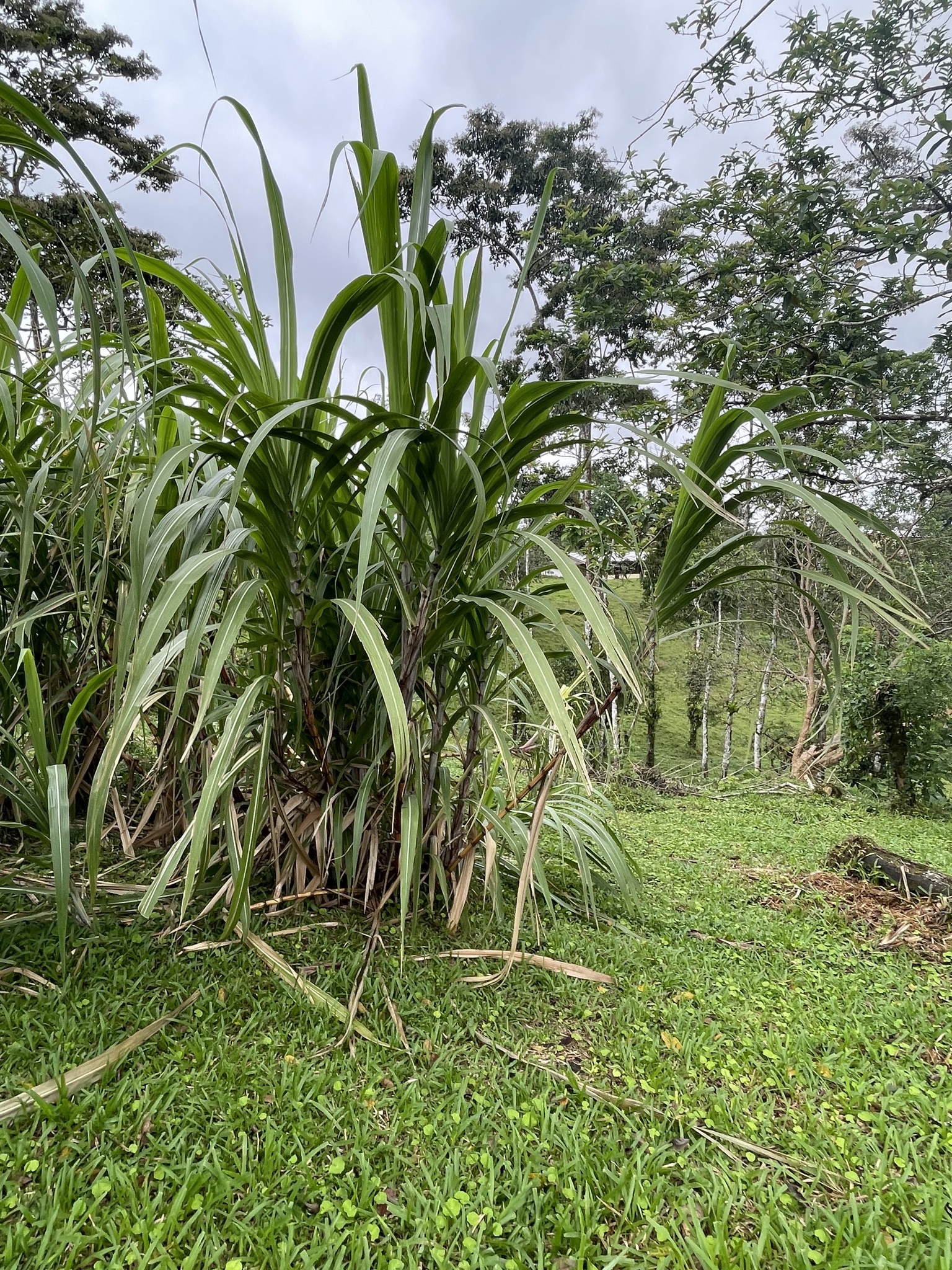 Imagem de Cana-de-açúcar
