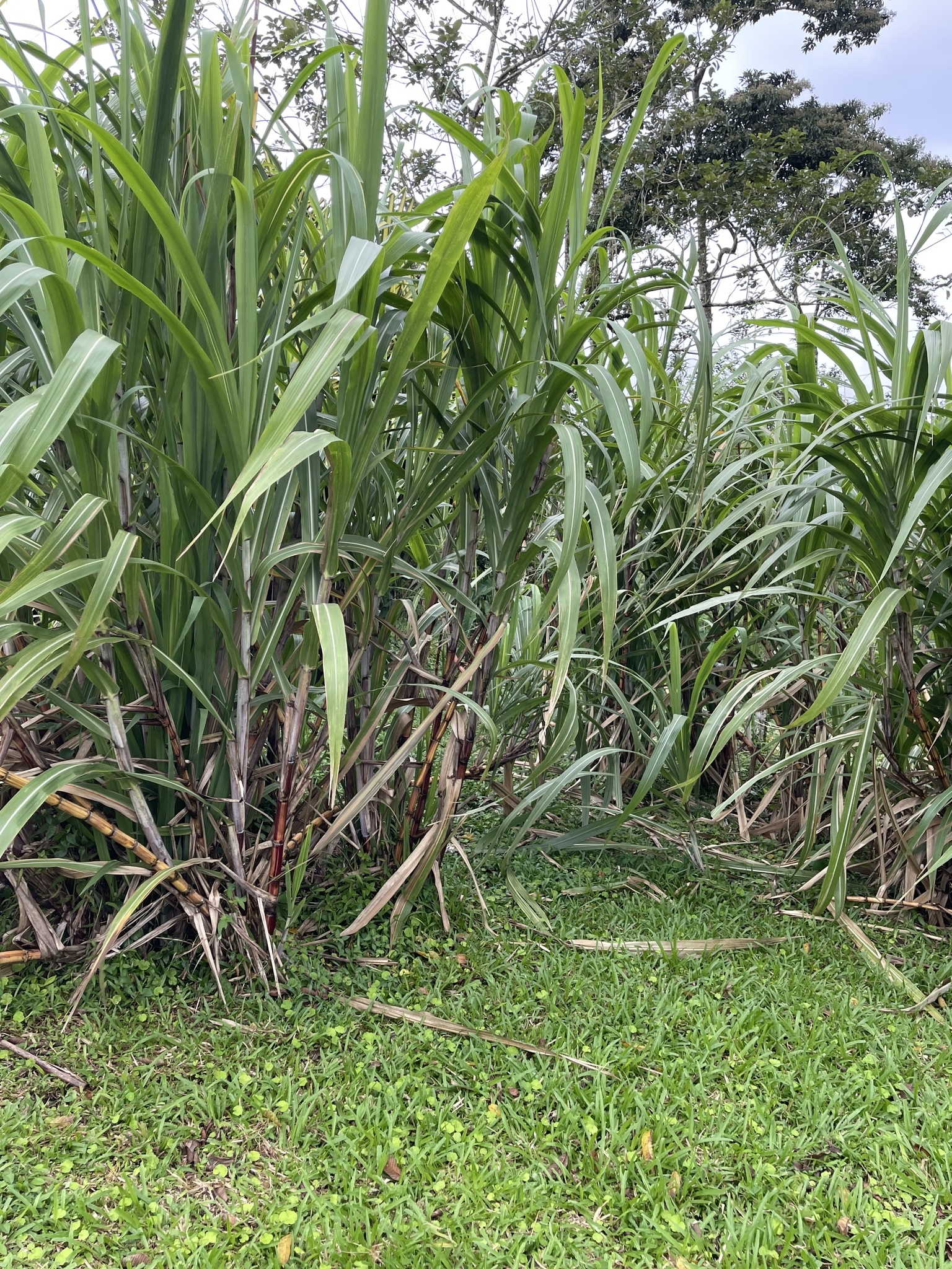 Imagem de Cana-de-açúcar