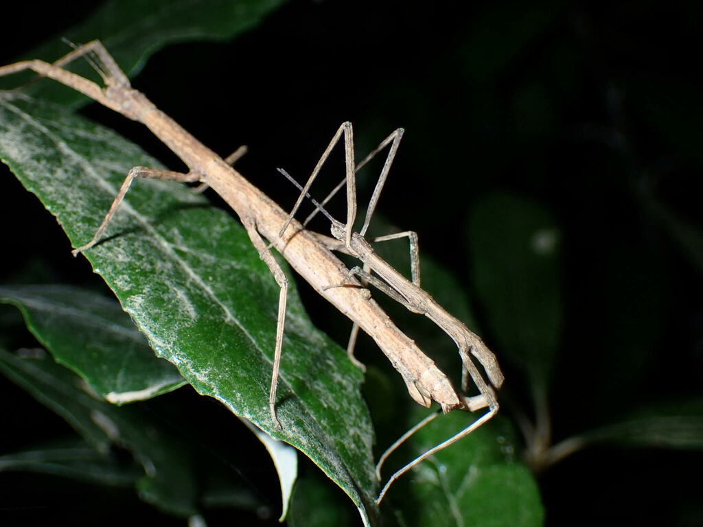 Hemipachymorpha omphale
