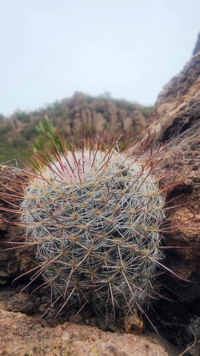 Foto de Mammillaria bocasana é conhecida popularmente como "Cacto-pulga"