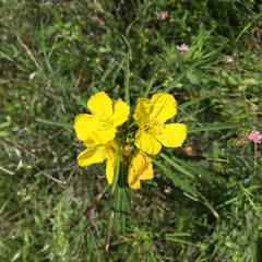 Oenothera berlandieri pinifolia