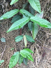 Trachelospermum
