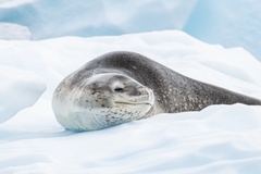 Leopard Seal photo 1