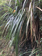 Miscanthus floridulus