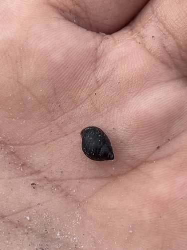 Planaxis nigritella, 2024-01-18