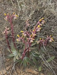 Dudleya saxosa collomiae
