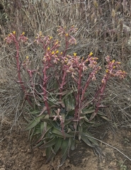 Dudleya saxosa collomiae
