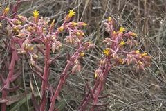 Dudleya saxosa collomiae