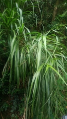 Miscanthus floridulus