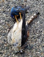 Falco sparverius sparverius