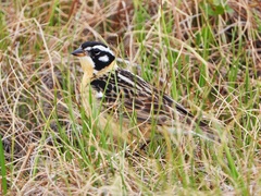 Smith's Longspur photo 1
