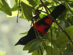 Hypopyrrhus pyrohypogaster